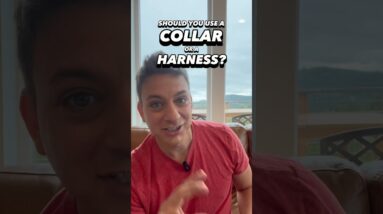 Should You Use a Collar or a Harness? #dogtraining #dogtrainer #leashtraining #puppytraining #dogs