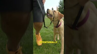 STOP Making Your Leash Walking Training HARDER!