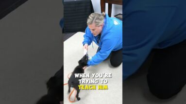 Teach Your Puppy To Retrieve