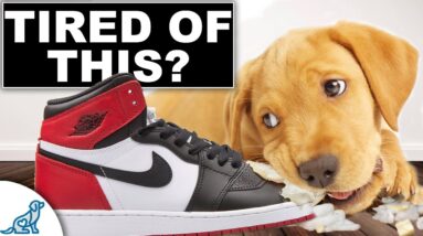 The Nipping, Biting And Chewing Puppy Training Plan