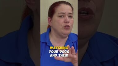 There Are 2 Types Of Puppy Toys You Need