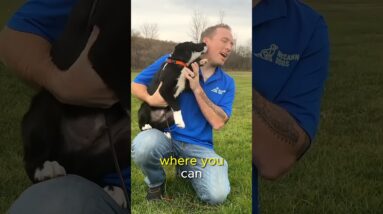 Use THIS Instead Of The Come Command In Puppy Training