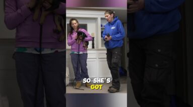 Using "Life Rewards" In Your Puppy Training