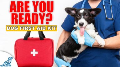 Vet Explains What Is & Isn't An Emergency For Your Dog