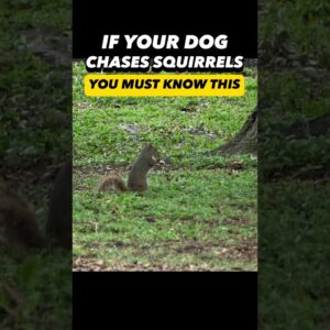 Does Your Dog Chase Squirrels? You Must Know This! ðŸ�¿ï¸� #dogtrainer #dogtraining #puppytraining #dogs