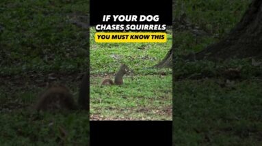 Does Your Dog Chase Squirrels? You Must Know This! 🐿️ #dogtrainer #dogtraining #puppytraining #dogs
