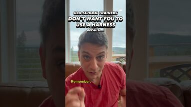 Old-school trainers don’t want you to use a harness because… #dogtrainer #dogtraining #puppytraining