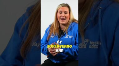 What If Your Puppy Chews On The Lead?