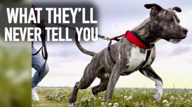 Why Compulsion Trainers Don’t Want You to Use a Harness.