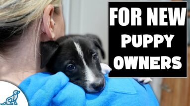 Your Puppy Training Plan Will FAIL Without THESE 3 Things