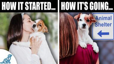 10 Essential Things to Consider BEFORE Getting a Puppy!