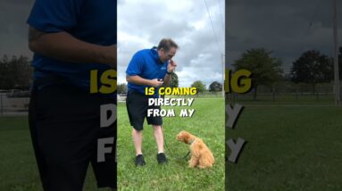 ADVANCED Puppy Training Tip