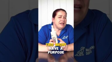 Avoid This "Quick Fix" In Dog Training