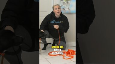 Different Tools For Puppy Training