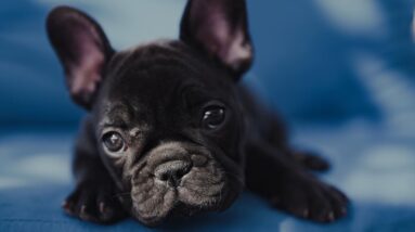 Everybody MEET BISON! The Spirit of Our Pack. | Pack Origin Story