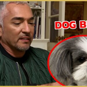 How To Create Boundaries with Your Dogs with Cesar Millan | Cesar911