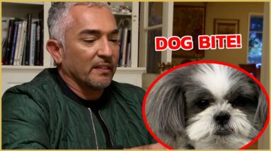 How To Create Boundaries with Your Dogs with Cesar Millan | Cesar911