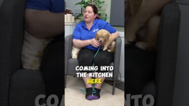 If Your Puppy Does THIS...REWARD Them!