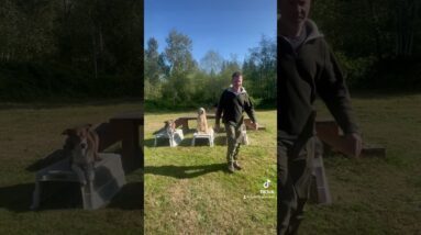 Tip for teaching your dog to Stay #dogtraining #dogshorts #dogtrainingtips