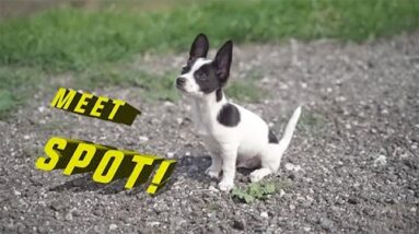 Pack Origins: Meet Spot, our Yoga Dog