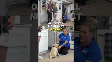 Puppy Handling Exercise #1