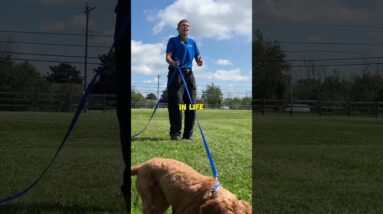 "Sniff Walks" Are A Bad Idea