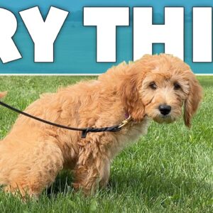 STOP Doing Your “Traditional” Puppy Potty Training