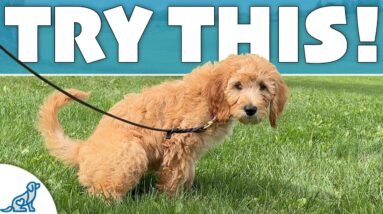 STOP Doing Your “Traditional” Puppy Potty Training