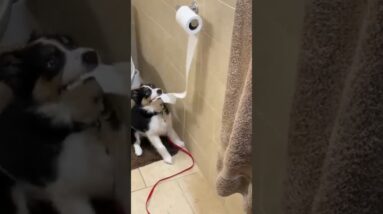 Stop Unwanted Behaviour BEFORE It Happens