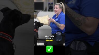 The Dog Training Timing Problem