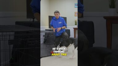 Use This Trick When Leaving Your Dog Home Alone