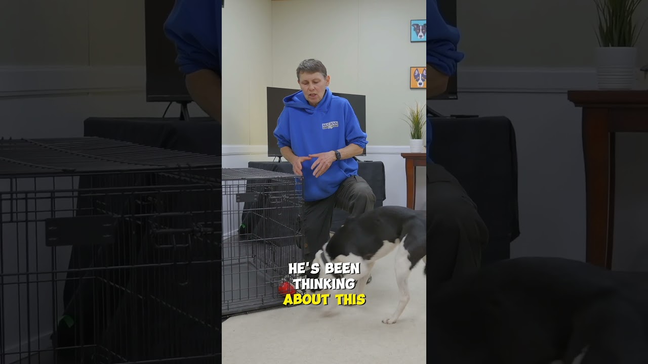 Use This Trick When Leaving Your Dog Home Alone Best Dog Training Methods