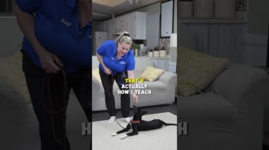 When You Shouldn't Use "YES" In Your Puppy Training