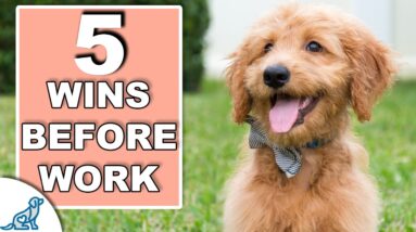 Your 10 Minute Morning Puppy Training Plan