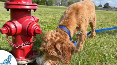 Your Loose Leash Walking Plan CAN'T Include THIS!