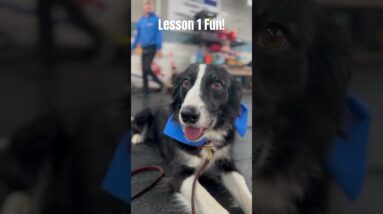 We always enjoy doing demos for our new Life Skills 1 students! #mccanndogs #dogtraining