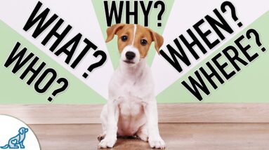 5 Things Every New Puppy Owner Needs To Know