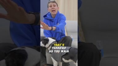 A Tool For Dog Separation Anxiety?