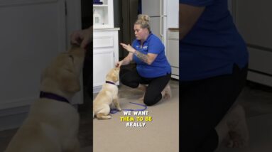 Adorable Moment During #puppytraining