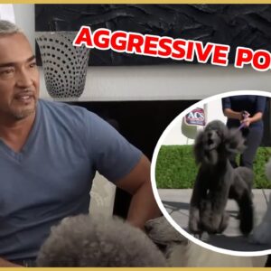 Cesar Millan meets 2 Aggressive Poodles! | Cesar911 Shorts