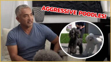 Cesar Millan meets 2 Aggressive Poodles! | Cesar911 Shorts