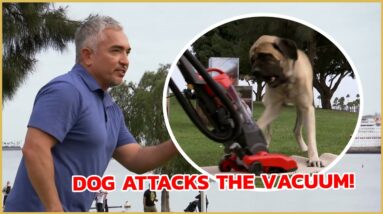 Cesar! This dog ATTACKS the vacuum! | Dog Nation Tips