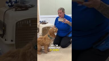 Do THIS When You Feed Your Puppy