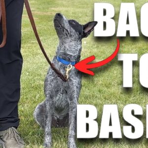 Dog Still Pulling On Leash? IT'S TIME!