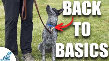 Dog Still Pulling On Leash? IT'S TIME!
