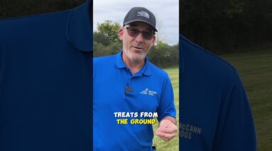 Get More FOCUS On Leash Walks!