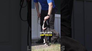 Get This Daily Puppy Training WIN