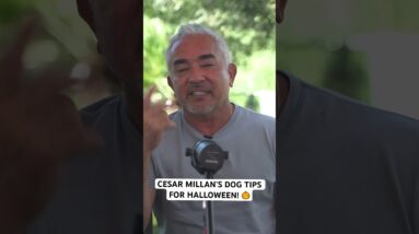 How to prepare for Halloween with your dogs! #dog #halloween #dogtraining