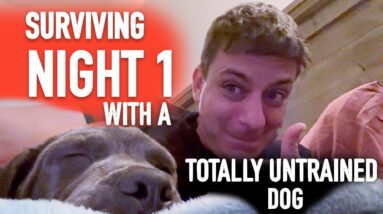 How To Survive Night 1 With a Totally Untrained Dog