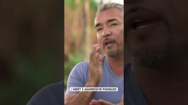 I meet two aggressive poodles! #shorts  #dog #dogtraining